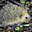 Avatar de nochesartikas