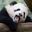 Avatar de Pandamonium! 