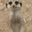 Avatar de shakalakaaka