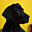 Avatar de alfa