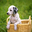 Avatar de dalmata6