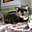 Avatar de cesarcat