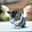 Avatar de gatolibertad