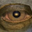 Avatar de kushif