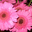 Avatar de dinita