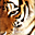 Avatar de rbkvg