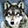 Avatar de irongraywolf