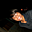 Avatar de rob_22