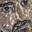 Avatar de Evolutionibus