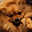 Avatar de tsuchan