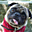 Avatar de lolomaister46