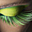 Avatar de dafnelane