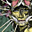 Avatar de eridanis_nadir
