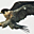Avatar de rosonto