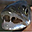 Avatar de lucioperca