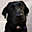 Avatar de bogu