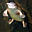Avatar de platypus