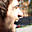 Avatar de perromapache