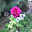 Avatar de rosij