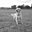 Avatar de goldenretriever