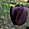 Avatar de tulipannegro