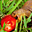 Avatar de rosu88