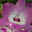 Avatar de Orquidea Dichosa