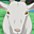 Avatar de dargormajere