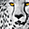 Avatar de girocat