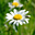 Avatar de cinnamon