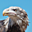 Avatar de ascaso