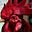 Avatar de psan111