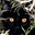 Avatar de patrikk