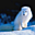 Avatar de volga
