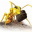 Avatar de fjps
