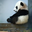 Avatar de trosbear