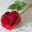 Avatar de tulily06