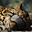 Avatar de bash872
