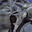 Avatar de mortarion