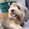 Avatar de perro_turista