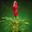 Avatar de vriesia