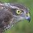 accipiter