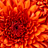 shira