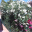 lauraruizruizAvatar de