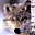 13461Avatar de