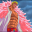 pinkflamingoesAvatar de