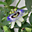 sitogijonAvatar de
