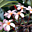 maria64Avatar de