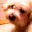pattriAvatar de