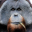 nabodenabokovAvatar de